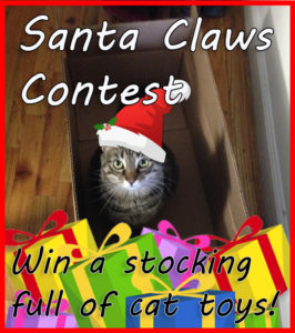 santa paws contest cats 1