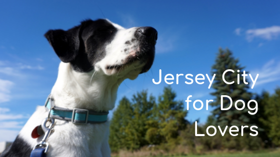 jersey city for dog lovers
