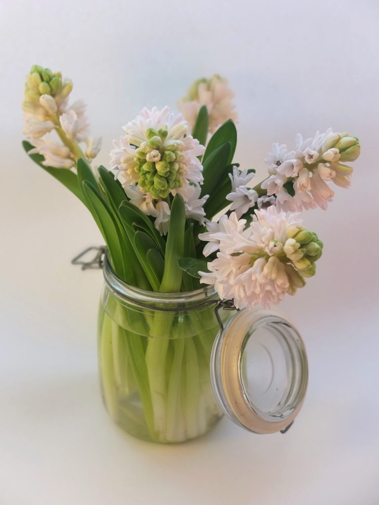 Spring comes earlier when you enjoy indoor plants