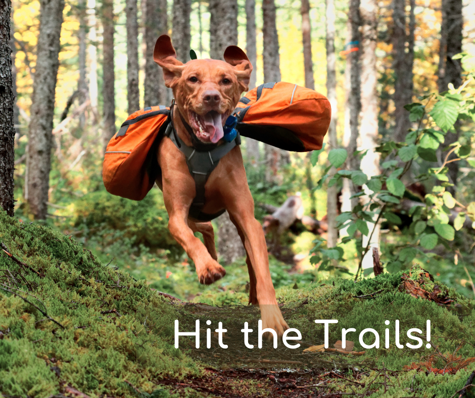 friendly dog hiking in nj